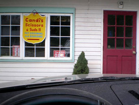 dog grooming shop